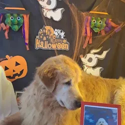 Peluquería perros grandes 