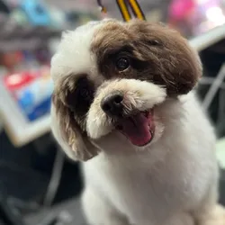 Corte de Pelo para Perros de Raza 