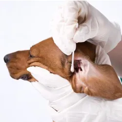 Limpieza de Oídos Caninos