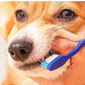 Higiene Dental Canina