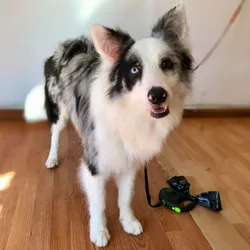 Baño Border Collie/ Setter / bretón / pittbul