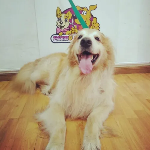 Baño de Golden