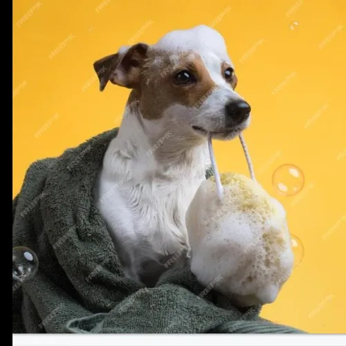 Baño en seco con espuma