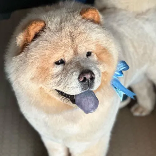 Baño y Deslanado Chow Chow