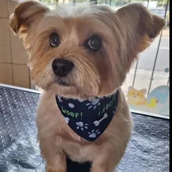 Servicio Completo Yorkie Pequeño