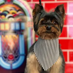 Servicio Completo Yorkie Pequeño