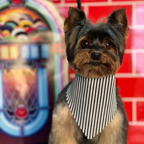 Servicio Completo Yorkie Pequeño