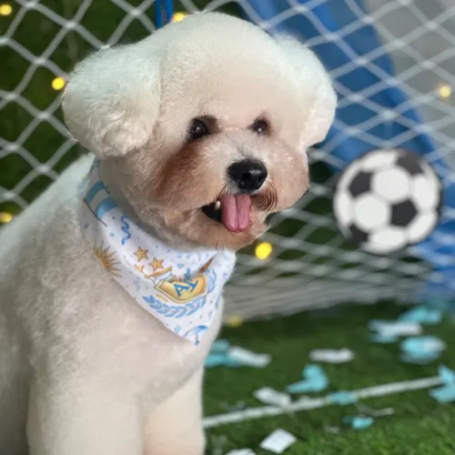 Servicio Completo Bichón Frisé