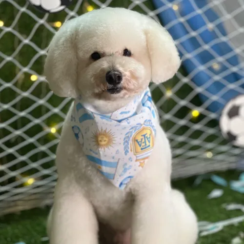 Servicio Completo Caniche Pequeño