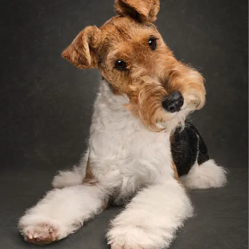 Servicio Completo Fox Terrier