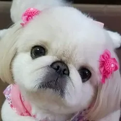 Servicio Completo Pekinés