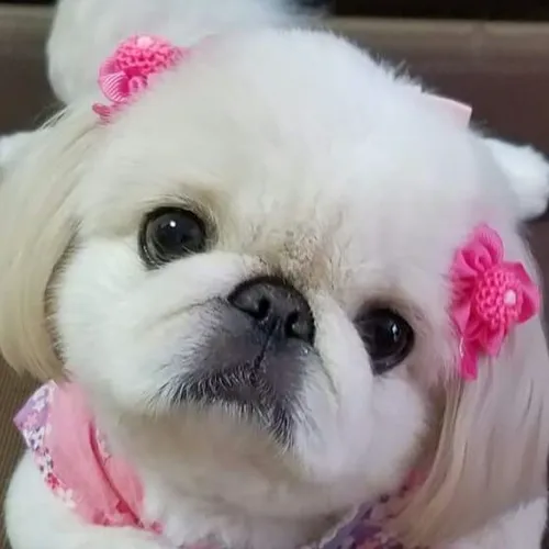 Servicio Completo Pekinés