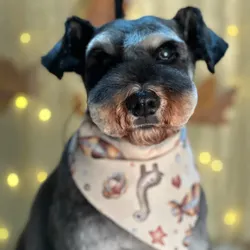 Servicio Completo Schnauzer Mediano