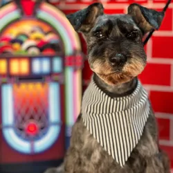 Servicio Completo Schnauzer Pequeño