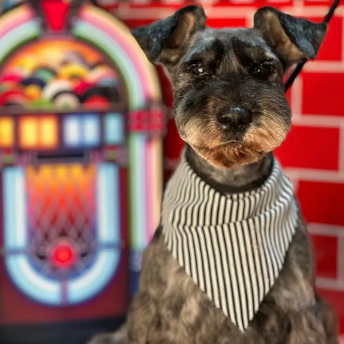 Servicio Completo Schnauzer Pequeño