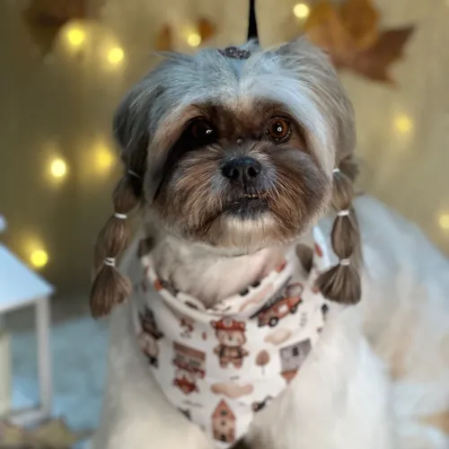Servicio Completo ShihTzu