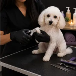 Solo corte de uñas 